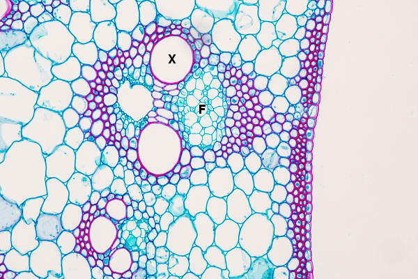 Xylem (X) and phloem (F) are plant tissues specialized in conduction.