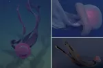 Podmornica najde skrivnostno velikansko meduzo duhov v Kaliforniji