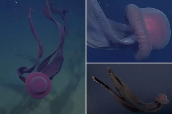 Podmornica najde skrivnostno velikansko meduzo duhov v Kaliforniji