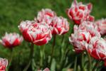 Πολύτιμα: Αυτά είναι μερικά από τα 4 πιο σπάνια λουλούδια στον κόσμο