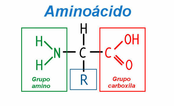 Legg merke til den generelle strukturen til en aminosyre.
