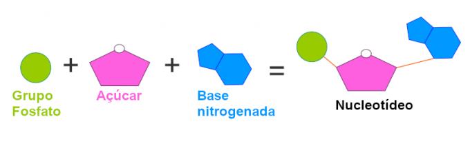 Nucleótido: composición, estructura del ADN y ARN.