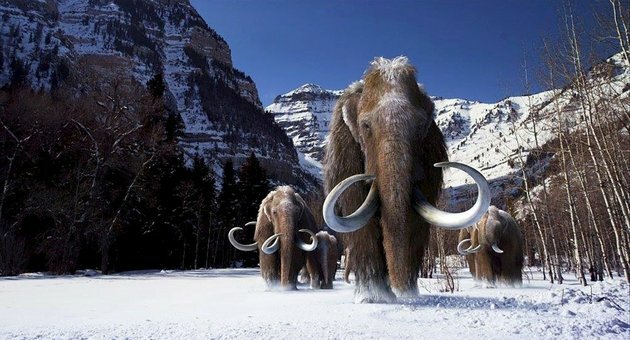Mammut: Merkmale dieses ausgestorbenen Tieres