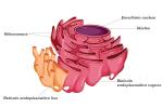 Endoplazmatiskais tīklojums: jēdziens un funkcijas