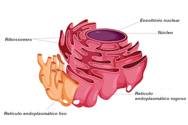 Endoplazmatski retikulum: koncept in funkcije