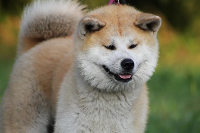 Јапанске расе паса, фото: Пикабаи.