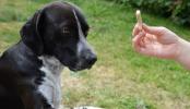 Anjing antisosial: Ketahui kemungkinan penyebabnya dan cara mengatasinya