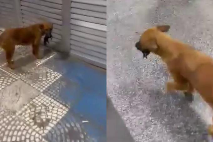 Street dog thrills the web after taking dead puppy to hospital