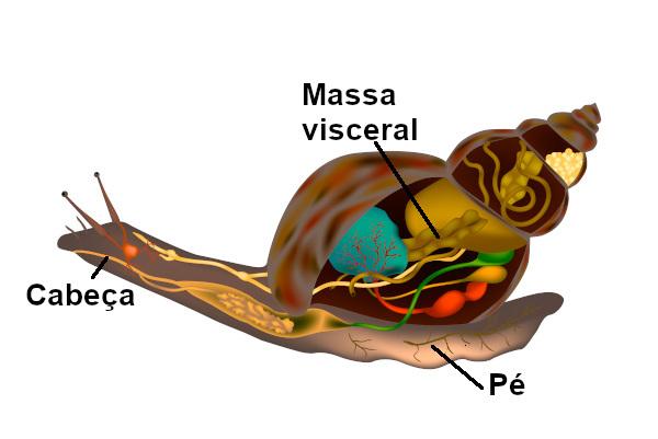 Observați în figură diferitele organe interne situate în regiunea masei viscerale.