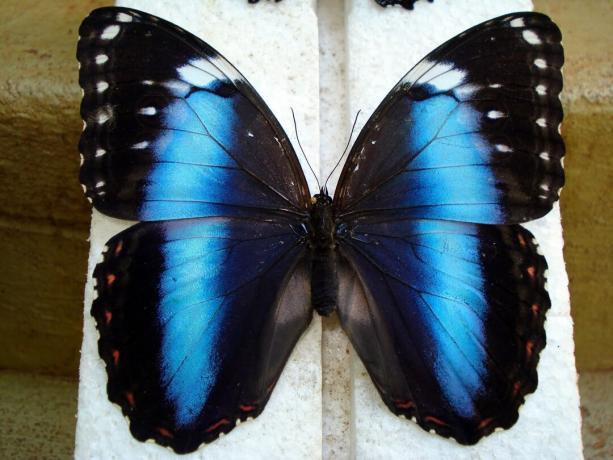 15 vrsta brazilskih leptira