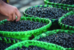 Açaí: an aphrodisiac superfood that takes care of your heart; understand more
