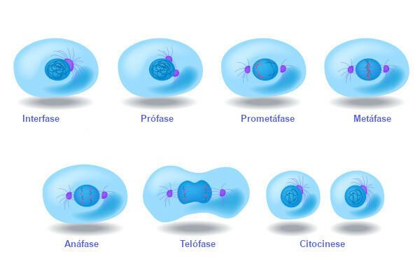 Ląstelių ciklas: apibrėžimas, fazės ir kontrolė