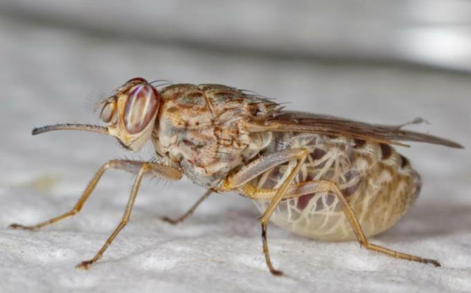त्सेत्से मक्खी हानिकारक जानवरों की सूची में है