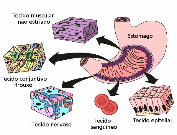 Note the various tissues found in the stomach, an organ of the digestive system.