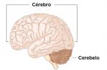 Cerebellum: vad är det, funktioner, plats, lesioner
