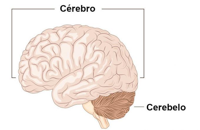 Cerebellum: čo to je, funkcie, umiestnenie, lézie