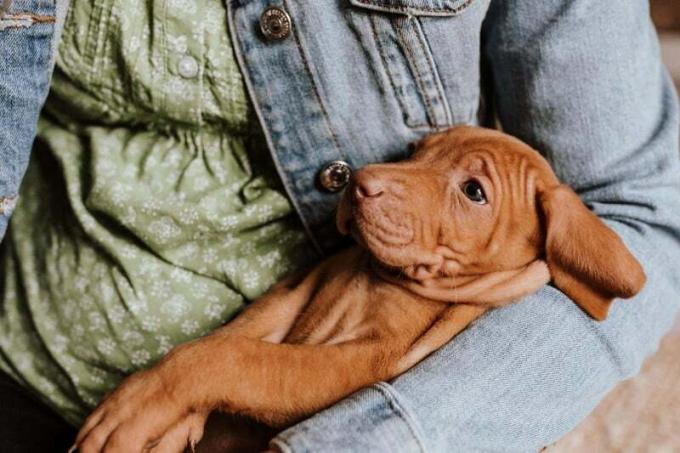 Как жвачка: 10 пород собак, которые привязываются к своим владельцам
