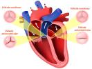 Širdis: anatomija, sluoksniai, kraujo kelias ir dar daugiau