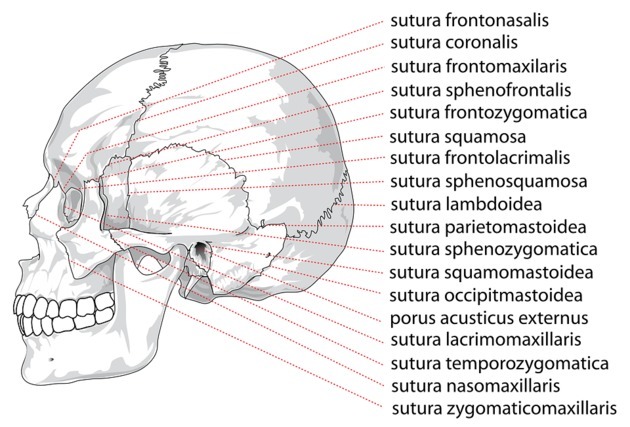 Alcune delle suture del cranio