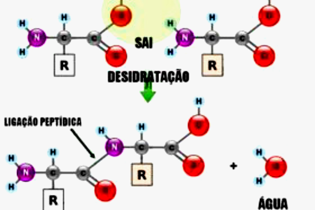 amino rūgštys