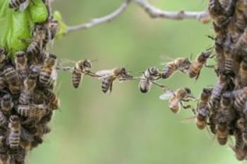 मधुमक्खियों