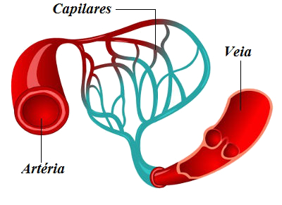 Arterler, damarlar ve kılcal damarlar