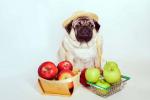 Gyümölcsök kutyáknak: fedezz fel 11 jótékony fajtát és 4-et, amelyek árthatnak kis barátodnak