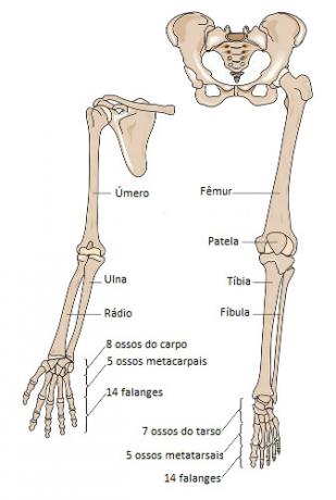 Note the name of the bones of our lower and upper limbs