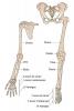 Upper and lower limb bones