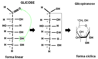 Sykling av glukose, med dannelse av glykopyranose.