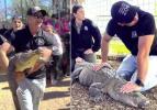 Un zoo retrouve un alligator enlevé après 20 ans