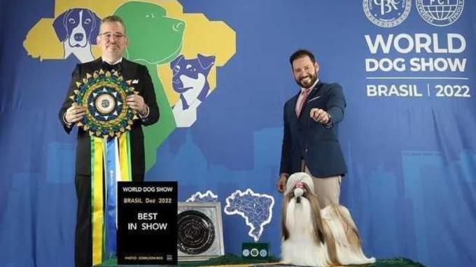 ¡Es de Brasil! Shih-Tzu se lleva el título de mejor mascota para el hogar