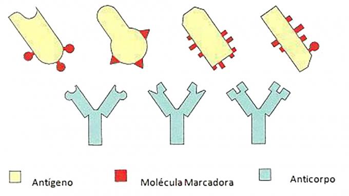 Antigènes et anticorps