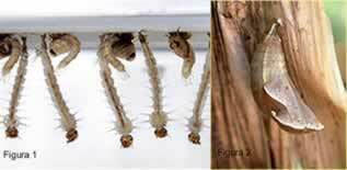 Figur 2. Dengue mygglarver og pupper. Figur 2. sommerfuglpuppe