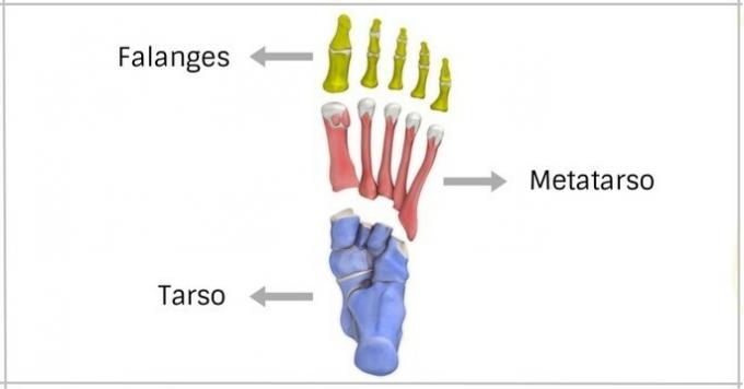 Dolná končatina: kosti a svaly