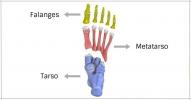 Lower limb: bones and muscles
