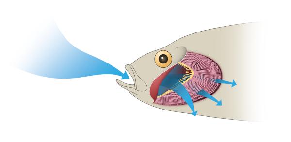 Moving the operculum and mouth together helps ensure that the water reaches the gills.