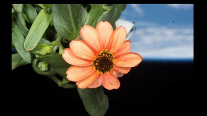 NASA displays AMAZING photo of flower grown in space