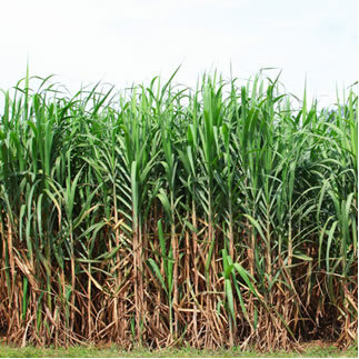 Plantation de canne à sucre