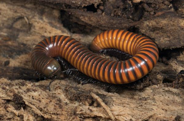 Millipedes have an elongated body and several legs.
