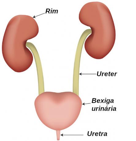 Urinary system: organs, functions, exercise