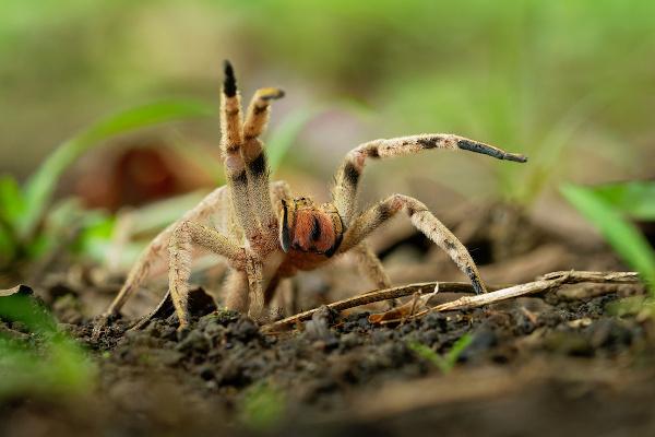 Armadillos spider in attack position