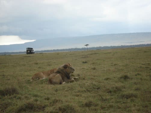 Lions in the African Savannah