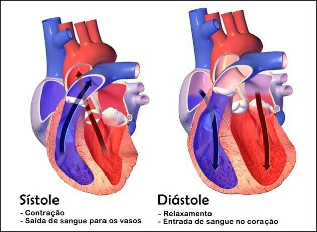 Differences between systole and diastole: the stages of the cardiac cycle
