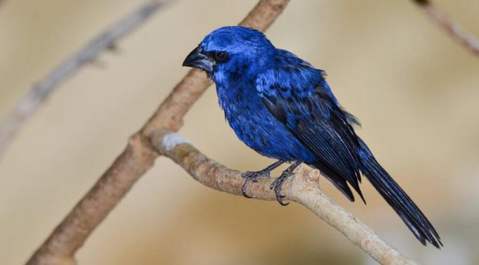 Bluebird je príkladom vtáka rádu Passeriforme.