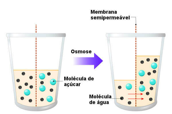Osmosis: what it is and how it occurs in the animal and plant cell
