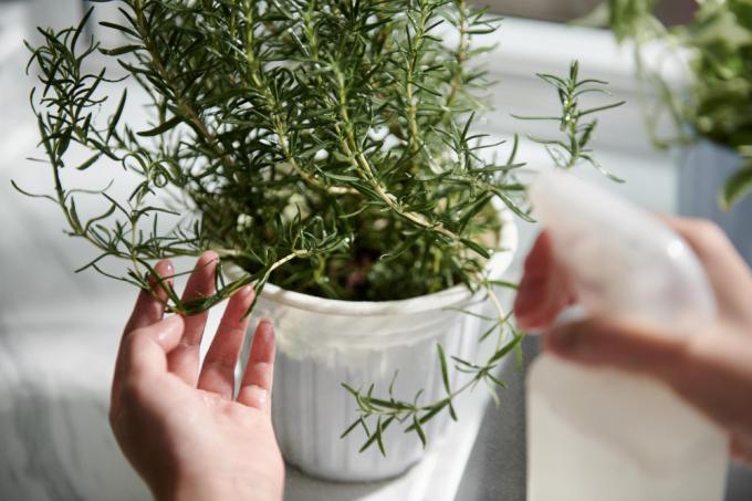 Розмарин във ваза: как да засадите и да се грижите за тази билка у дома?
