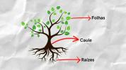 Växter: egenskaper, funktioner och de 4 typerna