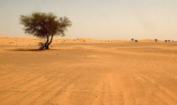 Растительность пустыни Сахара
