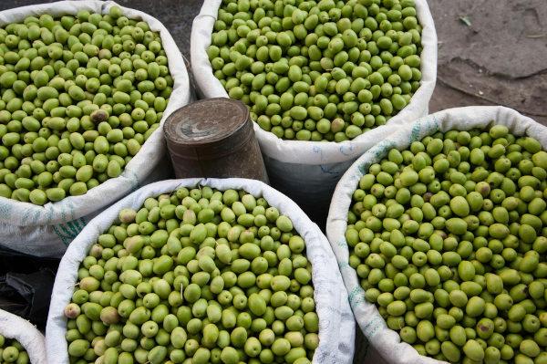 Vreče oliv, enega najpomembnejših kmetijskih proizvodov na Zahodnem bregu.